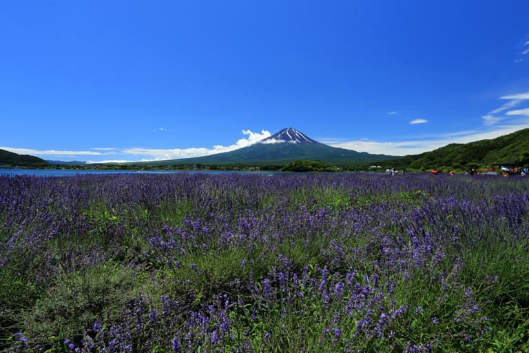 Kawaguchiko Herb Festival Guide to the venue of Oishi Park, Mt. Fuji