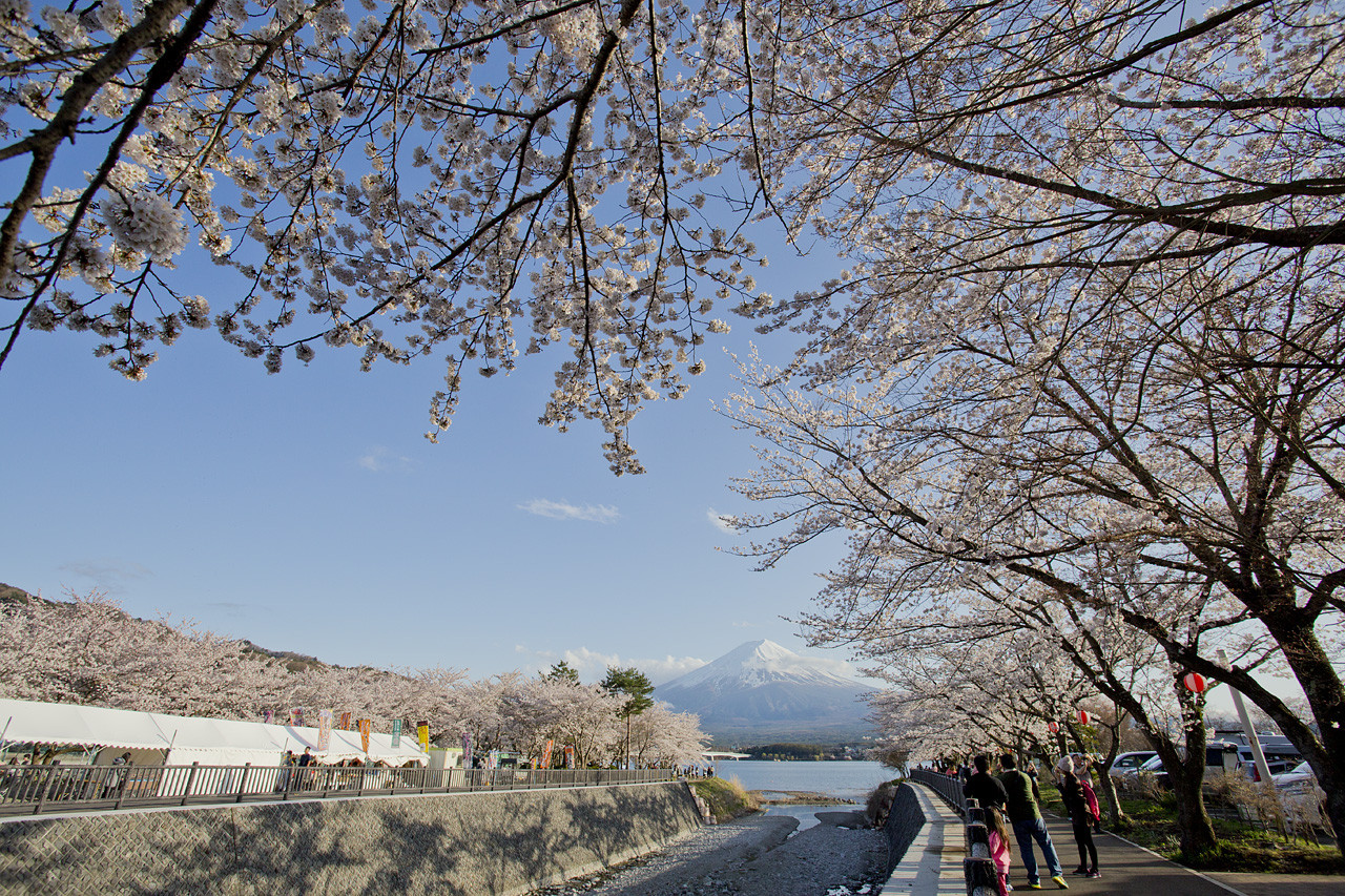 Fujikawaguchiko Cherry Blossoms Festival 200 Lakeside cherry Blossoms
