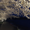 Fujikawaguchiko Cherry Blossoms Festival - 200 Lakeside Cherry Blossoms ...