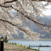 Fujikawaguchiko Cherry Blossoms Festival - 200 Lakeside Cherry Blossoms ...