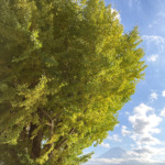 Large ginkgo in front of Komaya